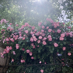 十三以下岁女子毛片免费播放
